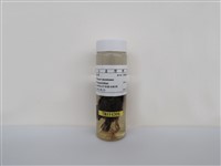 藏品(麻雀)的圖片